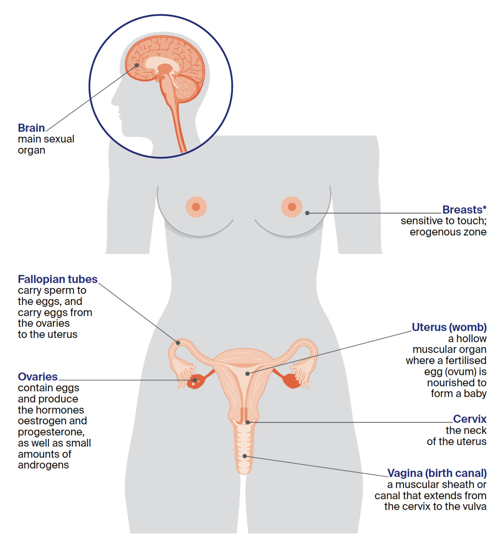 computer image of female reproductive organs including breasts and uterus