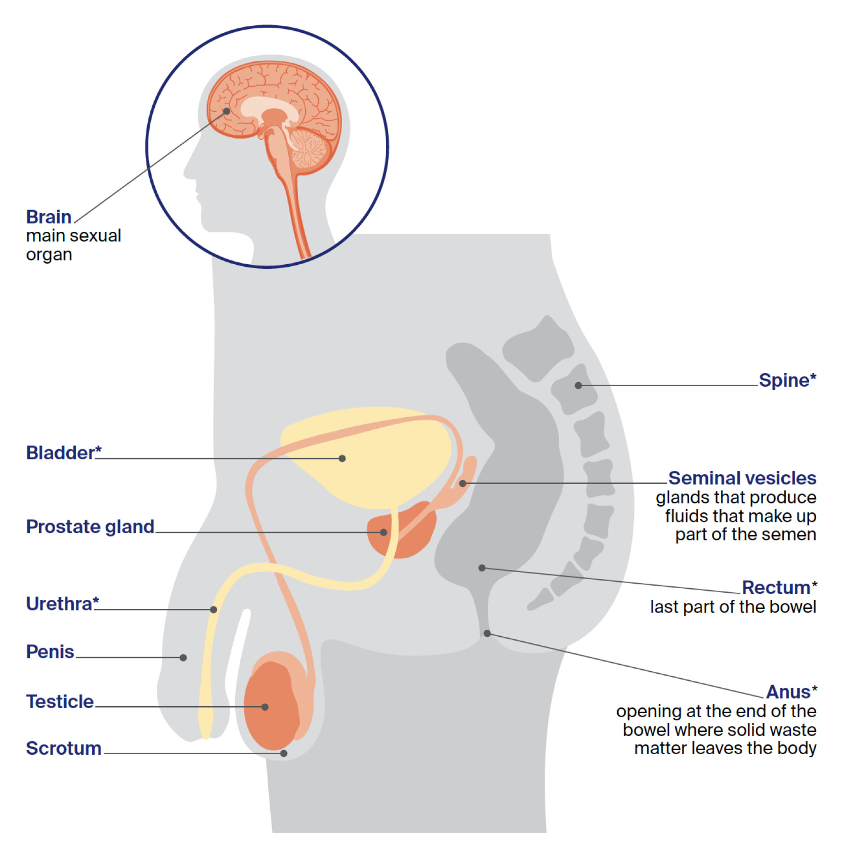 Computer image of male reproductive and sexual organs including penis and rectum