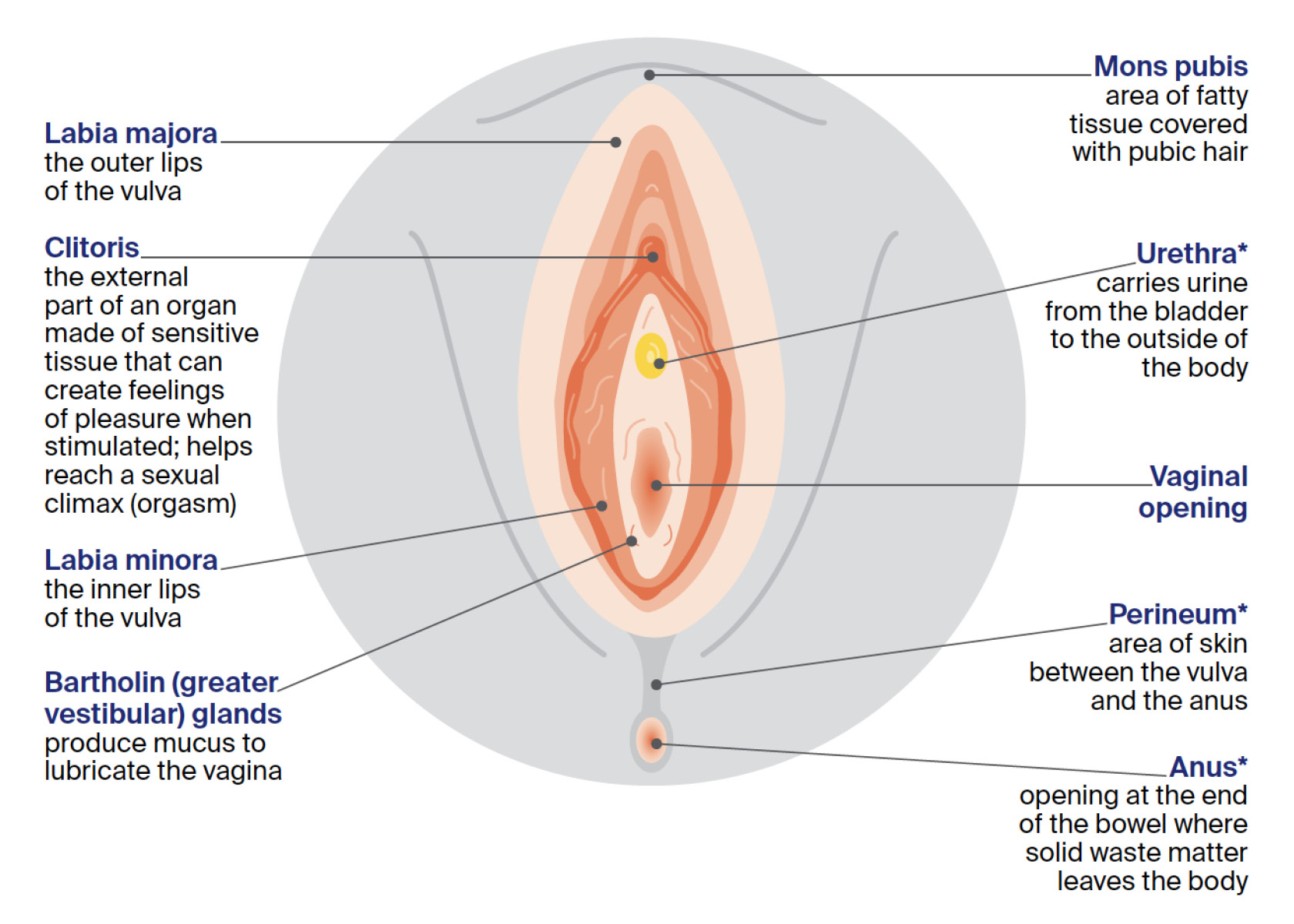 Computer image of female sexual anatomy vagina