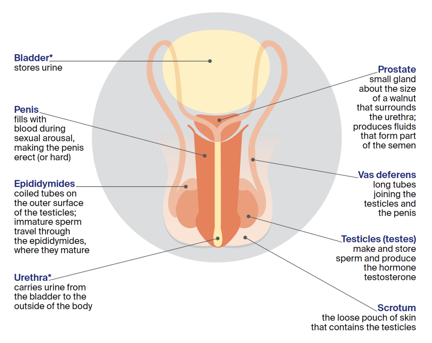 Computer image of male sexual organ penis and scrotum