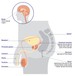 Computer image of male reproductive and sexual organs including penis and rectum