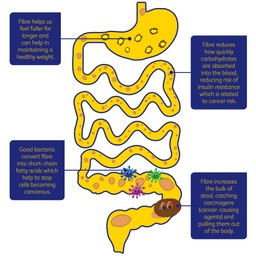 Graphic ‘what does fibre do’ 