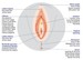 Computer image of female sexual anatomy vagina