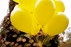 Yellow balloons in a bunch