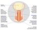 Computer image of male sexual organ penis and scrotum